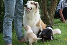Owczarek Szkocki Collie Szczenięta - 1