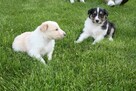 Owczarek Szkocki Collie Szczenięta - 4