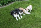 Owczarek Szkocki Collie Szczenięta - 2