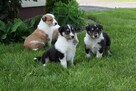 Owczarek Szkocki Collie Szczenięta - 6