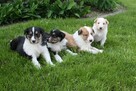 Owczarek Szkocki Collie Szczenięta - 5