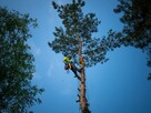 Wycinka i pielęgnacja drzew, prześwietlenie korony - 1