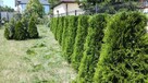 Usługi Ogrodnik Odnawianie zakładanie ogrodu Trawnika serwis - 7