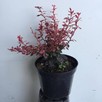 Berberys Thunberga Inspiration sadzonka 30 cm w pojemniku - 1