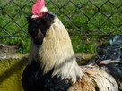 Fawerola łososiowa -jajka lęgowe - 2