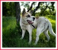 40 kg,owczarek środkowoazjatycki mix, kontaktowy, AKI.adopcja - 3