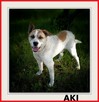 40 kg,owczarek środkowoazjatycki mix, kontaktowy, AKI.adopcja - 2
