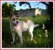 40 kg,owczarek środkowoazjatycki mix, kontaktowy, AKI.adopcja - 4