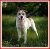 40 kg,owczarek środkowoazjatycki mix, kontaktowy, AKI.adopcja - 1