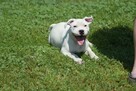 Staffordshire bull terrier, staffik piesek ZKwP/FCI - 4