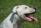 Staffordshire bull terrier, staffik piesek ZKwP/FCI - 1