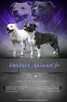 Staffordshire bull terrier, staffik piesek ZKwP/FCI - 8