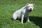 Staffordshire bull terrier, staffik piesek ZKwP/FCI - 3