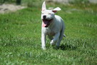 Staffordshire bull terrier, staffik piesek ZKwP/FCI - 6