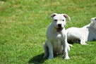 Staffordshire bull terrier, staffik piesek ZKwP/FCI - 2