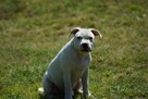 Staffordshire bull terrier, staffik piesek ZKwP/FCI - 7