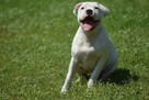 Staffordshire bull terrier, staffik piesek ZKwP/FCI - 5