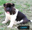 Akita amerykańska szczenięta sprzedam - 3