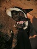 Zygmunt, bullterrier miniaturka do adopcji TTB Poznań - 3