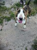 Zygmunt, bullterrier miniaturka do adopcji TTB Poznań - 1