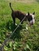 Zygmunt, bullterrier miniaturka do adopcji TTB Poznań - 4