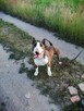 Zygmunt, bullterrier miniaturka do adopcji TTB Poznań - 2