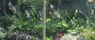 Hosta funkia - 2