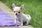 CHIHUAHUA- szczeniaczki z rodowodem FCI - 3