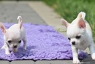 CHIHUAHUA- szczeniaczki z rodowodem FCI - 8