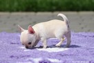 CHIHUAHUA- szczeniaczki z rodowodem FCI - 6