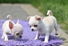 CHIHUAHUA- szczeniaczki z rodowodem FCI - 2