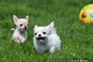 CHIHUAHUA- szczeniaczki z rodowodem FCI - 7