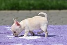CHIHUAHUA- szczeniaczki z rodowodem FCI - 5