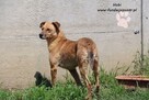 Hobi - rudy wesołek - 6