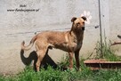 Hobi - rudy wesołek - 9