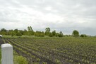 ~~~ 1010 lub 2020 m2 działki Suchy Dwór // Wojszyce ~~ - 1