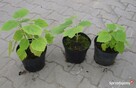 Paulownia omszona cesarskie drzewko szczęścia Osiny49a Kępno - 2