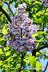 Paulownia omszona cesarskie drzewko szczęścia Osiny49a Kępno - 3