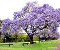 Paulownia omszona cesarskie drzewko szczęścia Osiny49a Kępno - 1