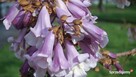 Paulownia omszona cesarskie drzewko szczęścia Osiny49a Kępno - 4