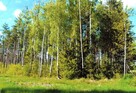 Sprzedam las - działki leśne Przasnysz > Chorzele > Przysowy - 6