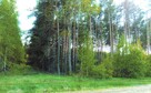 Sprzedam las - działki leśne Przasnysz > Chorzele > Przysowy - 4