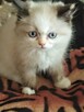 Ragdoll Rumia - 3
