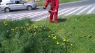 Koszenie trawy, karczowanie, sprzątanie działek, Wyburzenia, - 5