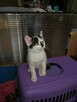 kotek do adopcji za darmo - 5