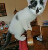 kotek do adopcji za darmo - 4