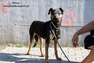 Wiara - delikatna sunieczka - 4