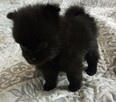 Szpic miniaturowy pomeranian