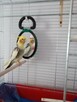 Papuga nimfa - 1