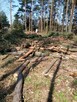 Formowanie żywopłotu, drzew i krzewów. BanGarden - 12